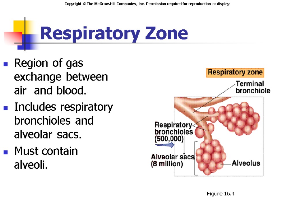 Respiratory Zone Region of gas exchange between air and blood. Includes respiratory bronchioles and
